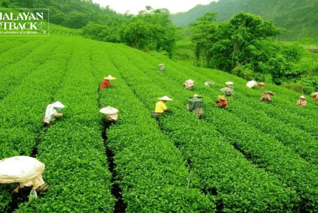 Assam Short Escape – Wildlife & Spiritual Bliss in 4 Days